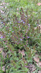 Scutellaria parvula