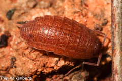 Proporcellio