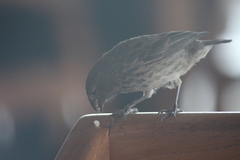 Platyspiza crassirostris