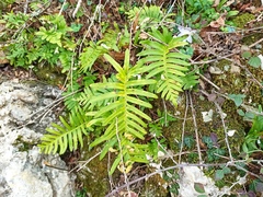 Polypodium cambricum