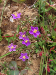 Spergularia purpurea