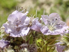 Phacelia ciliata