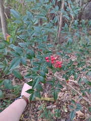 Nandina domestica