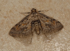 Parapoynx crisonalis