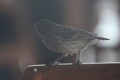 Platyspiza crassirostris