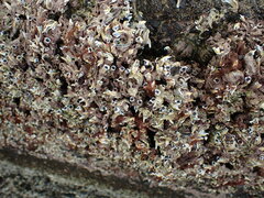 Spirobranchus cariniferus