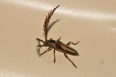 Piesarthrius marginellus