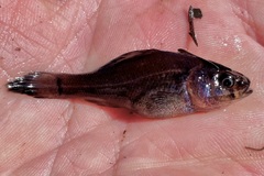 Aphredoderus sayanus