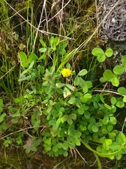 Trifolium campestre