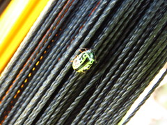 Calligrapha fulvipes