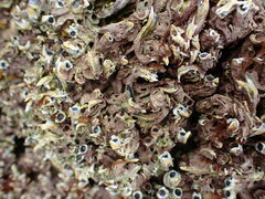 Spirobranchus cariniferus