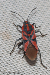 Spilostethus furcula