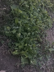 Calyptocarpus vialis