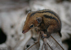 Monodelphis americana