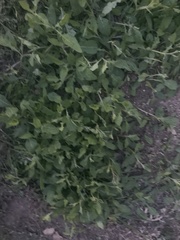 Calyptocarpus vialis