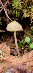 Coprinellus impatiens