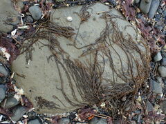 Myriogloea intestinalis