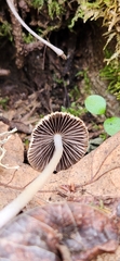Coprinellus impatiens