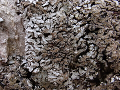 Physconia perisidiosa