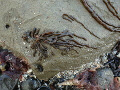 Myriogloea intestinalis