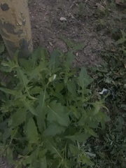 Oenothera tetraptera