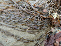 Myriogloea intestinalis