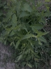 Oenothera tetraptera