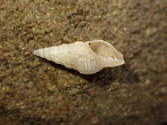 Phenatoma roseum