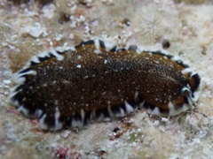 Pseudoceros bicolor