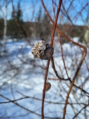 Rabdophaga strobiloides