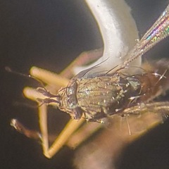 Calyxochaetus nodatus
