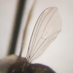 Calyxochaetus nodatus