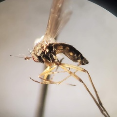 Calyxochaetus nodatus