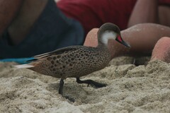 Anas bahamensis galapagensis