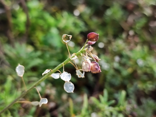 Lobularia canariensis image