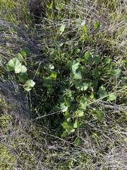 Sidalcea sparsifolia