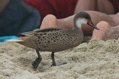 Anas bahamensis galapagensis