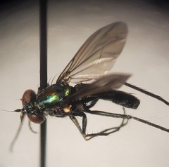 Plagioneurus univittatus