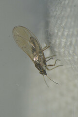 Triozidae