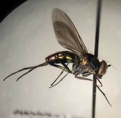 Plagioneurus univittatus
