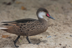 Anas bahamensis galapagensis