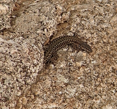 Podarcis guadarramae guadarramae