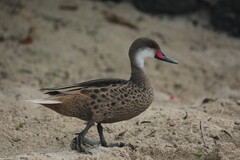Anas bahamensis galapagensis