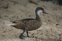 Anas bahamensis galapagensis