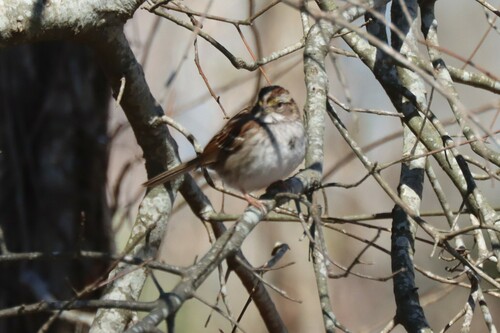 White-throated Sparrow photographed in Mississippi