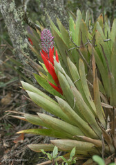 Aechmea lilacinantha