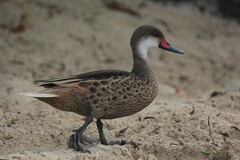 Anas bahamensis galapagensis