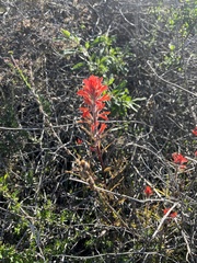 Castilleja affinis