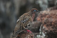 Zenaida galapagoensis