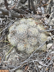 Mammillaria prolifera